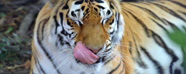 Амурски тигрови у Националном парку Земља леопарда - Sputnik Србија