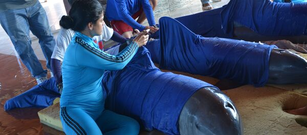 Радници делфинаријума Кајо Гијермо на Куби припремају делфине за евакуацију у Сијенфуегос. Радници делфинаријума Кајо Гијермо на Куби припремају делфине за евакуацију у Сијенфуегос. - Sputnik Србија