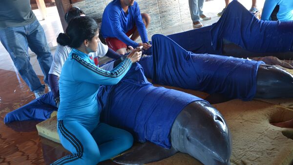 Радници делфинаријума Кајо Гијермо на Куби припремају делфине за евакуацију у Сијенфуегос. - Sputnik Србија