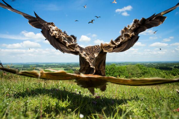 Скупљачи перја: Најлепше фотографије птица - Sputnik Србија