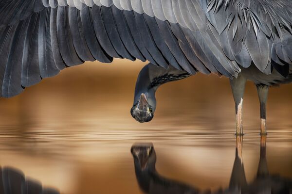 Skupljači perja: Najlepše fotografije ptica - Sputnik Srbija