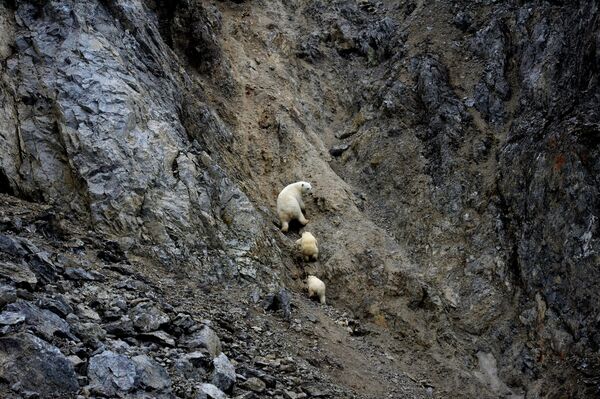 Bela medvedica sa mladuncima u zalivu Dragi na Vrangelovom ostrvu u Čukotskom avtonomnom okrugu - Sputnik Srbija