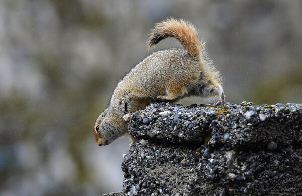 Američka dugorepa tekunica na rtu Dežnjeva u Čukotskom autonomnom okrugu - Sputnik Srbija