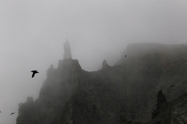 Ptice na rtu Preobraženje u Čukotskom autonomnom okrugu - Sputnik Srbija