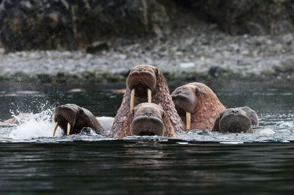Morževi u moreuzu Senjavin na ostrvu Itigran u Čukotskom autonomnom okrugu - Sputnik Srbija