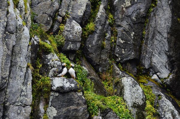 Morski papagaji na ostrvu Koljučin u Čukotskom autonomnom okrugu - Sputnik Srbija