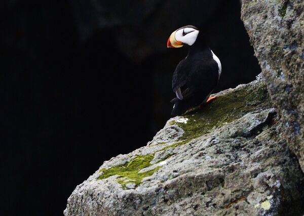 Morski papagaj na ostrvu Koljučin u Čukotskom autonomnom okrugu - Sputnik Srbija