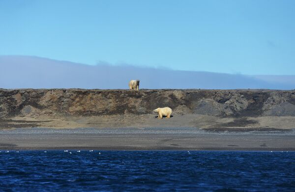 Beli medvedi u zalivu Dragi na Vrangelovom ostrvu na Čukotki - Sputnik Srbija