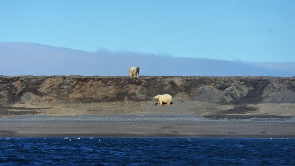 Beli medvedi u zalivu Dragi na Vrangelovom ostrvu na Čukotki - Sputnik Srbija