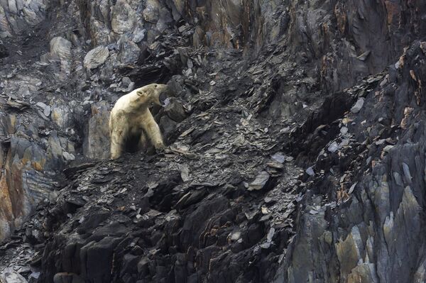 Beli medved u zalivu Dragi na Vrangelovom ostrvu na Čukotki - Sputnik Srbija