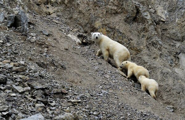 Bela medvedica sa mladuncima u zalivu Dragi na Vrangelovom ostrvu u Čukotskom autonomnom okrugu. - Sputnik Srbija