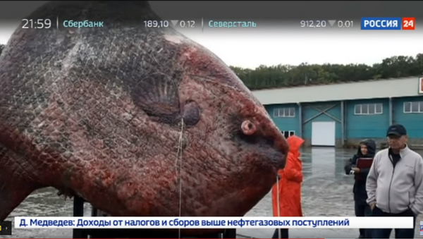 Џиновска риба - Sputnik Србија