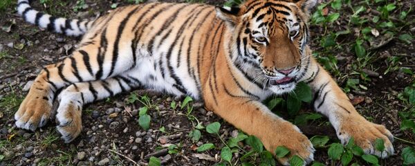 Амурски тигар Амурски тигар - Sputnik Србија