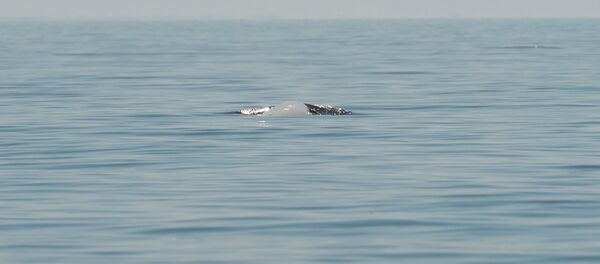 Ekspedicija za nadgledanje morskog ekosistema Ekspedicija za nadgledanje morskog ekosistema - Sputnik Srbija