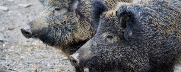 Дивље свиње - Sputnik Србија