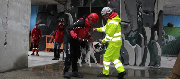 Псе је најтеже научити да остану мирни током спуштања са висине. - Sputnik Србија