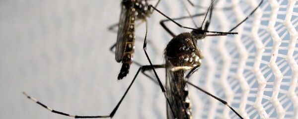 Комарци Комарци - Sputnik Србија