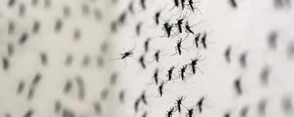 Комарци - Sputnik Србија