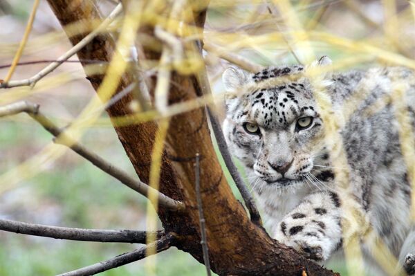 Сан постао јава: Како се чувају ретке врсте животиња у Русији Сан постао јава: Како се чувају ретке врсте животиња у Русији - Sputnik Србија
