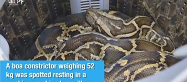 Zmija - Sputnik Srbija