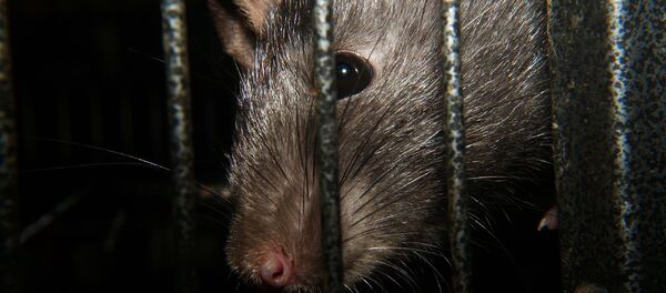 Пацов - Sputnik Србија