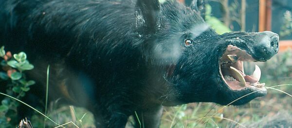 Divlja svinja - Sputnik Srbija