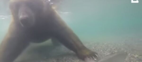 Medved lovi ribu Medved lovi ribu - Sputnik Srbija