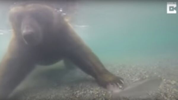 Медвед лови рибу - Sputnik Србија