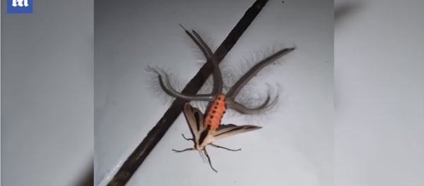 Jezivo stvorenje - Sputnik Srbija