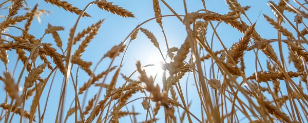 Пшеница - Sputnik Србија