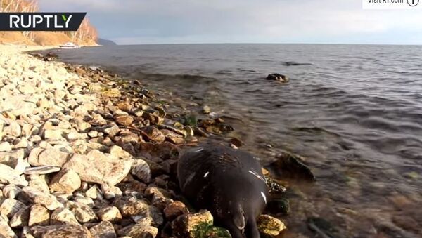 Misteriozna masovna smrt bajkalskih foki zbunila naučnike (VIDEO) - Sputnik Srbija