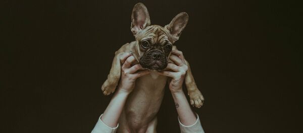 Pas - Sputnik Srbija