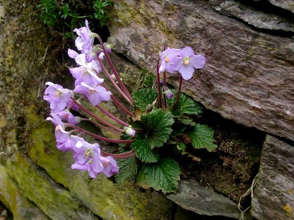 Наталијина Рамонда - Sputnik Србија