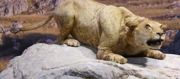 Пећински лав - Sputnik Србија