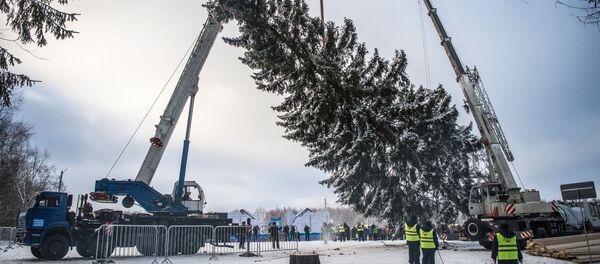 Сеча и припрема за превоз новогодишње јелке - Sputnik Србија