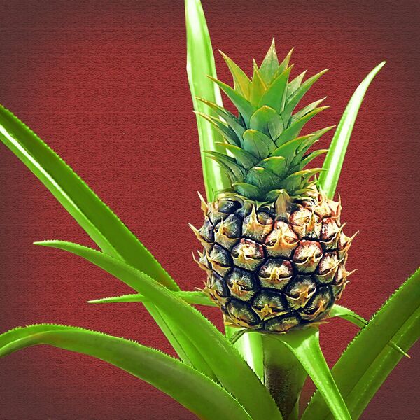 Bromelija, minijaturni ananas. Bromelija, minijaturni ananas. - Sputnik Srbija
