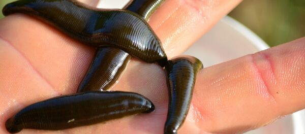 Pijavice Pijavice - Sputnik Srbija