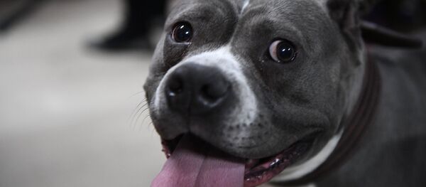 Pas spreman za šetnju Pas spreman za šetnju - Sputnik Srbija