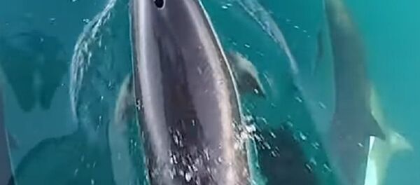 Удварање делфина - Sputnik Србија