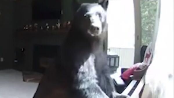 Медвед свира клавир - Sputnik Србија