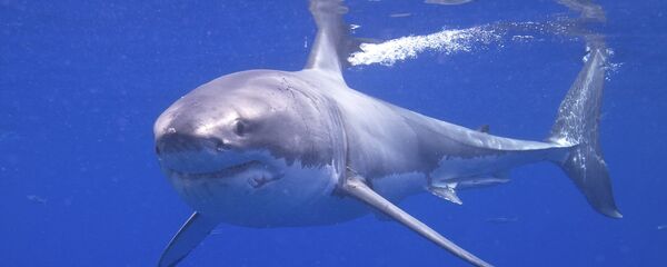 Велика бела ајкула - Sputnik Србија