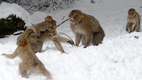 Мајмуни у Мароку радују се снегу - Sputnik Србија