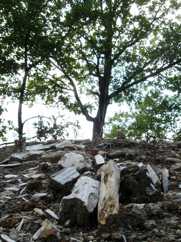 Остаци каменог дрвета су из времена палеолита. - Sputnik Србија