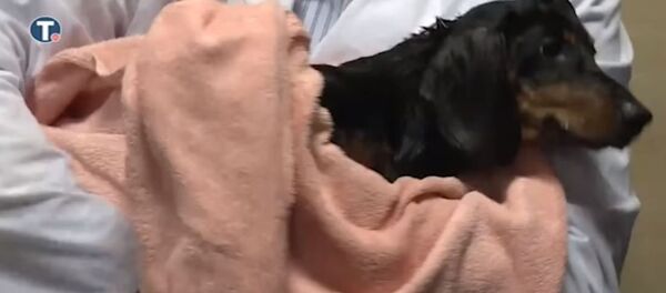 Експеримент који је импресионирао српског председника Експеримент који је импресионирао српског председника - Sputnik Србија