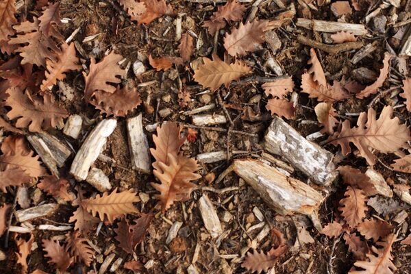 Каменој шуми треба да се посвети пажња какву заслужује. - Sputnik Србија