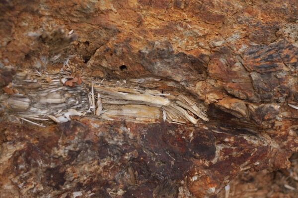 Мештани користе стабла за оштрење коса и ножева. - Sputnik Србија