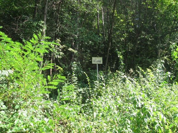 Камена шума крије драгуље. - Sputnik Србија