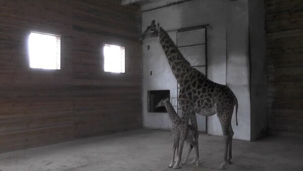 Žirafe u safari-parku u Sevastopolju - Sputnik Srbija