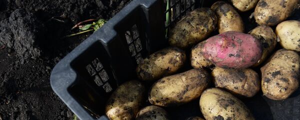 кромпир кромпир - Sputnik Србија