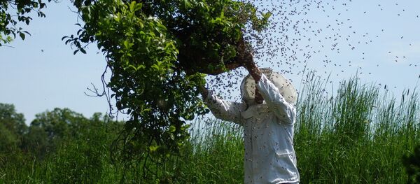 Pčelar Pčelar - Sputnik Srbija